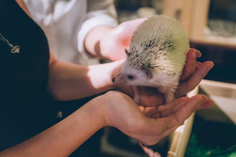 全国 動物カフェ 比較 予約 東京 千葉 愛知など アソビュー