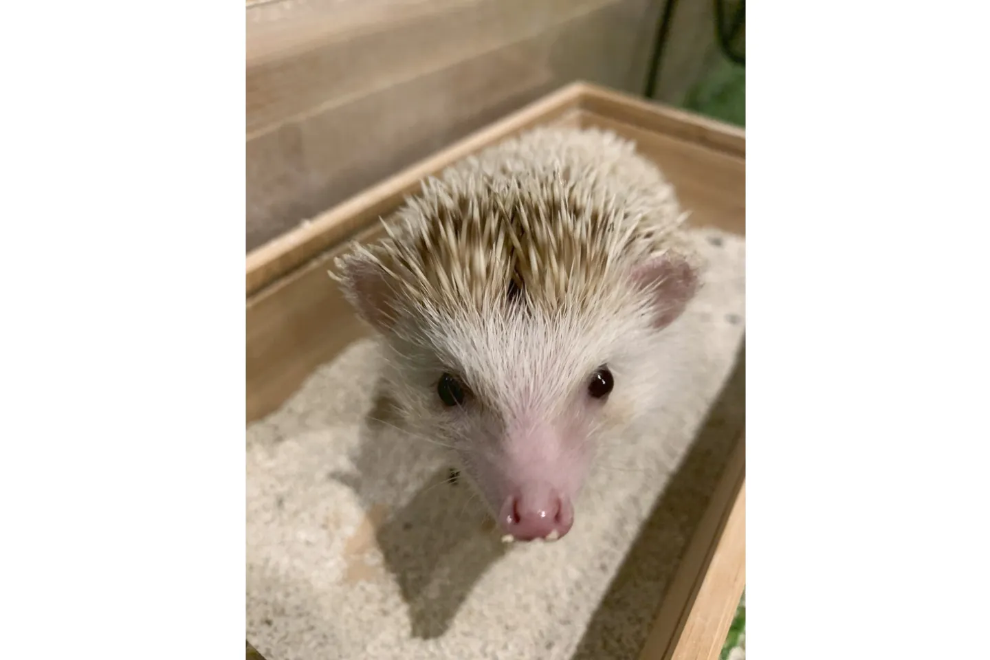 福岡県 福岡市 動物カフェ 動物が好きな方にぴったり ふれあいプラン アソビュー