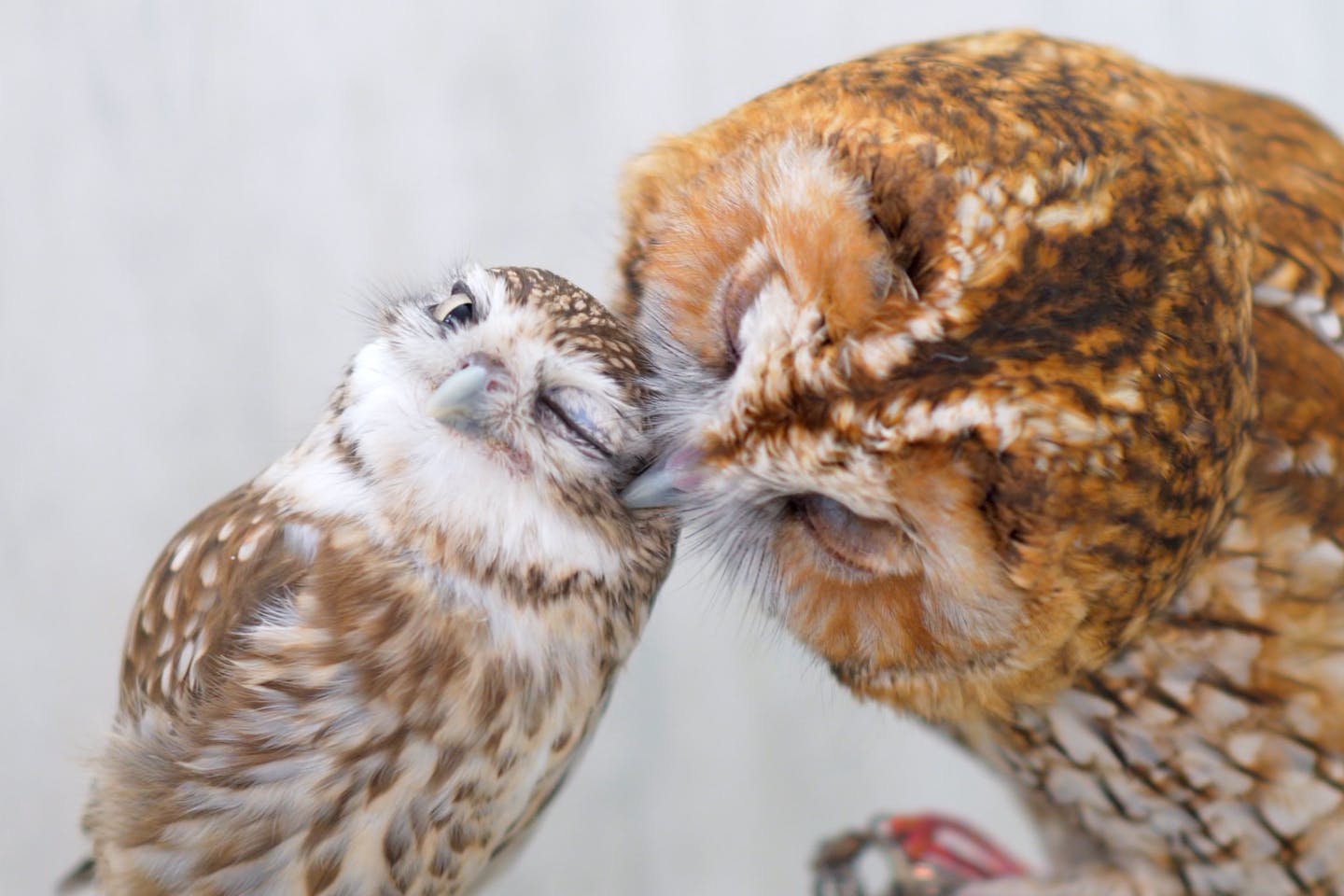 東京 秋葉原 フクロウカフェ 愛らしいフクロウたちと優雅な時間を過ごそう アソビュー