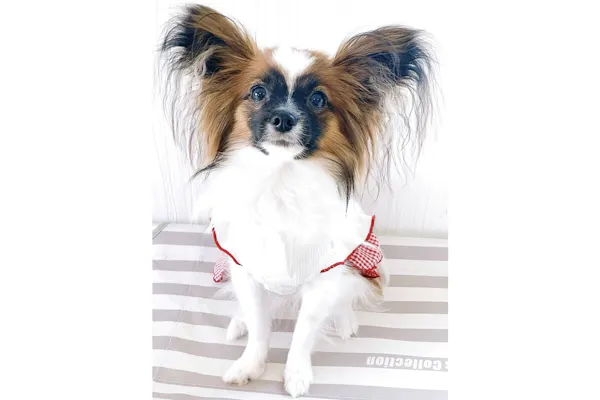 わんわんる むシュシュ ネット予約ならアソビュー わんわんる むシュシュ ネット予約ならアソビュー