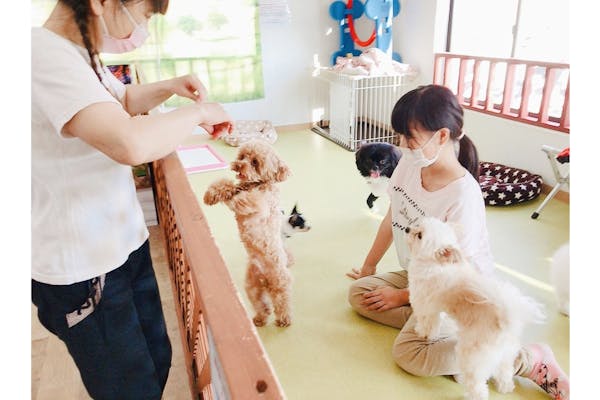 福岡 中間 動物カフェ わんちゃんたちに癒されよう とりあえずプラン 60分 アソビュー