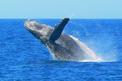 【沖縄・那覇発・ホエールウォッチング】＜全額返金保証＞くじらガイドが大好評！写真・送迎・レインコート無料！家族にオススメの完全禁煙船＆景品付きスタンプラリー＆0～5歳無料！
