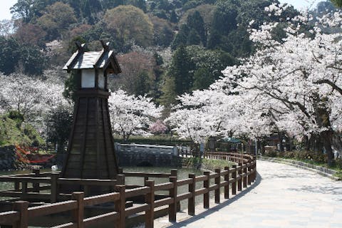 鳥取県 鳥取市 ガイドツアー 地元住民がご案内 桜の名所 鹿野城跡公園ガイドツアー アソビュー