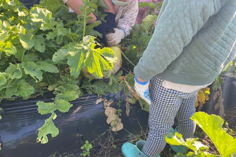 【埼玉県・さいたま市・農業体験】友だちや家族と満喫しよう。秋冬野菜の収穫体験