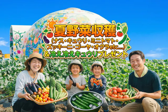【埼玉×農業体験】夏野菜収穫（ナス・キュウリ・ミニトマト・ズッキーニ・ゴーヤ・オクラetc...）＆冷え冷えキュウリプレゼント
