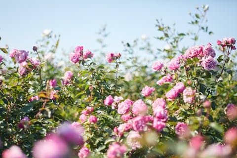 関東 フラワーパーク 植物園の遊び体験 アソビュー 休日の便利でお得な遊び予約サイト