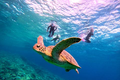 【GOPRO無料・ドローン無料/送迎可】高確率ウミガメシュノーケリング in 沖縄南部