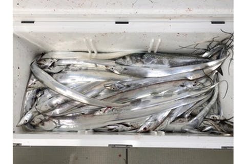 関西にある釣りスポット一覧 釣具レンタルやツアー予約は アソビュー