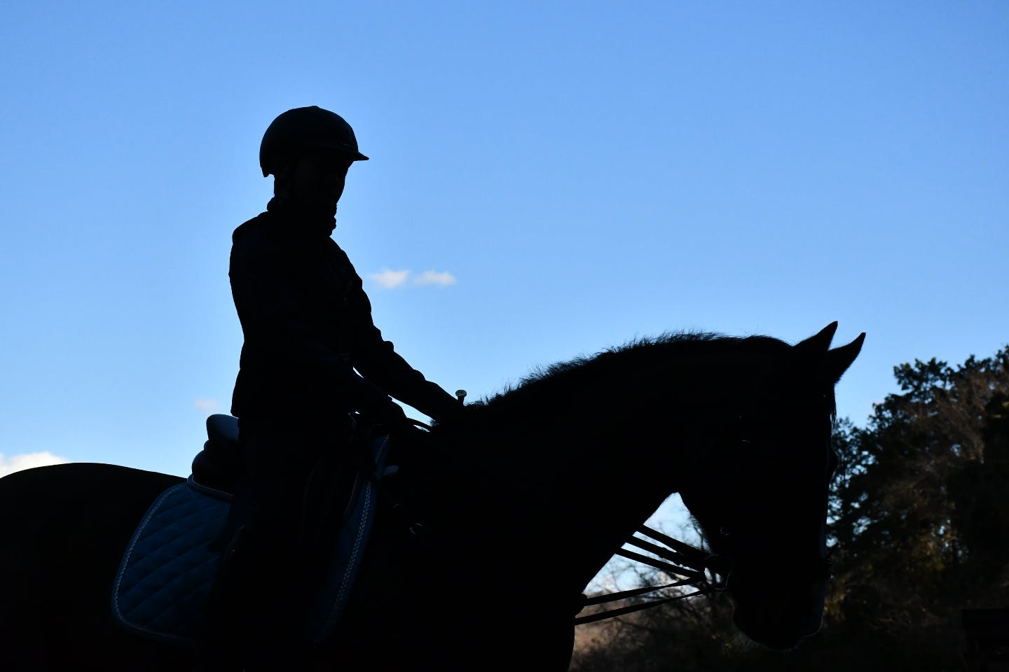 【神奈川・大磯・乗馬体験】豊かな自然に囲まれて過ごす特別な時間。大磯乗馬体験