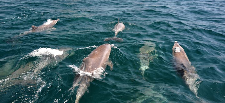 口之津観光船企業組合