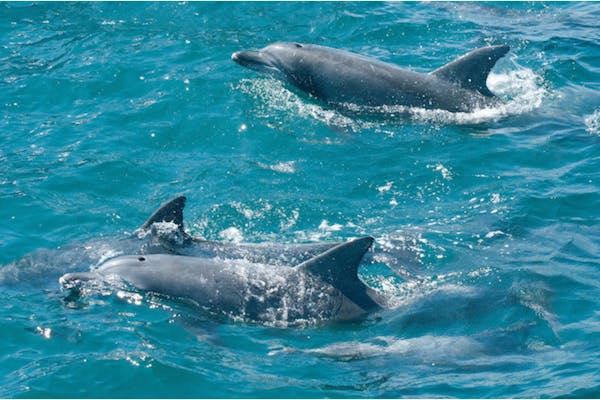 イルカ 長崎・南島原・イルカウォッチング】口之津の海でバンドウイルカに