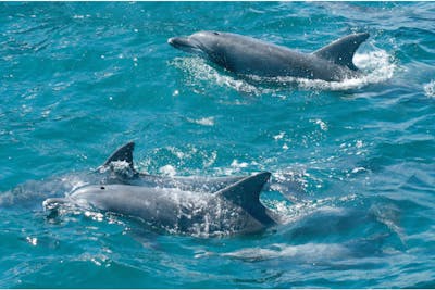 長崎・南島原・イルカウォッチング】口之津の海でバンドウイルカに