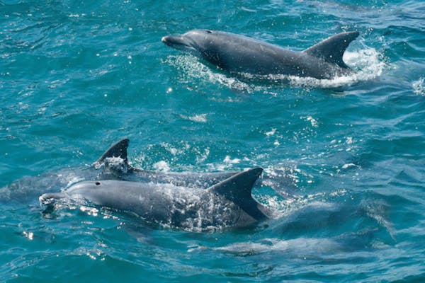 長崎・南島原・イルカウォッチング】夏季限定（4月27日～11月）口之津