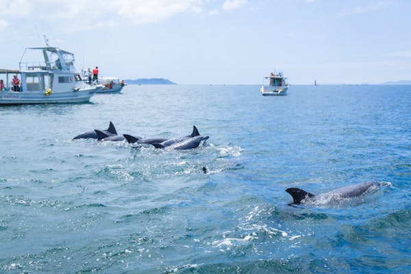 長崎・南島原・イルカウォッチング】夏季限定（4月27日～11月）口之津