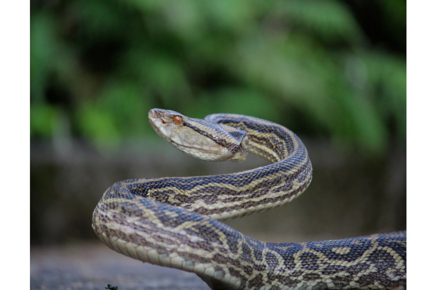 【鹿児島・奄美・動物園】「毒蛇ハブ」の生体を学ぼう！ハブと愛まショー