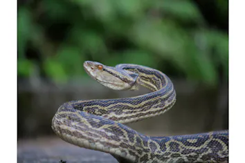 鹿児島・奄美・動物園】「毒蛇ハブ」の生体を学ぼう！ハブと愛まショー