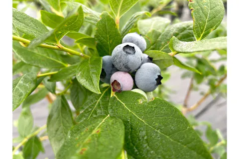 日本全国のブルーベリー狩り おすすめブルーベリー狩り農園の予約は アソビュー