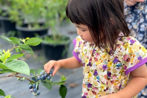 【茨城・石岡・ブルーベリー狩り】無農薬で育てたブルーベリー摘みを楽しもう！
