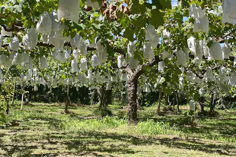 福岡 果物狩り フルーツ狩り体験比較 予約 食べ放題 品種別 アソビュー