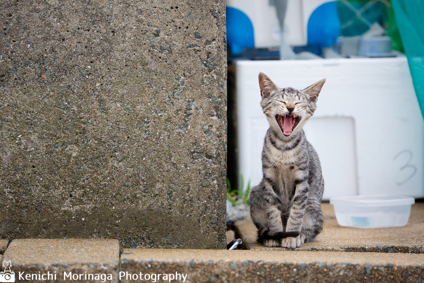 【福岡・相島・写真教室】ネコの島「相島」で猫写真家がレクチャー！ネコ写真撮影教室