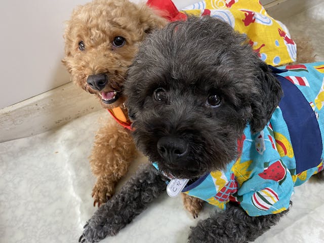 いぬのじかん（青戸店）