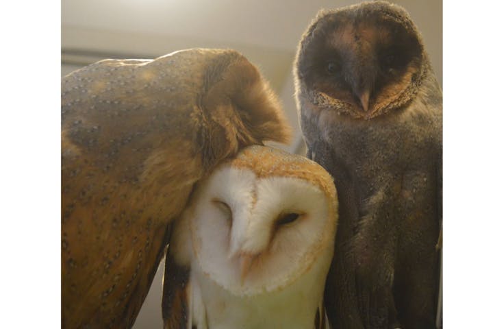 フクロウカフェ バー格闘梟 ネット予約ならアソビュー