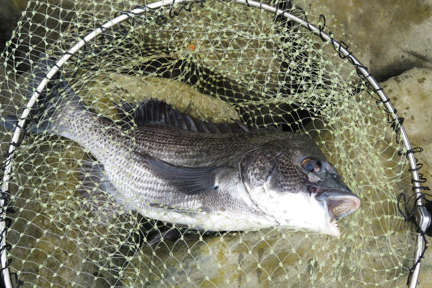 江戸川河口 海釣り クセになること請け合い 東京湾でクロダイを釣りあげよう アソビュー