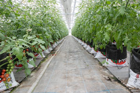 【大阪・和泉・トマト狩り】ミニトマト「アマメイド」が食べ放題のプラン！（60分）