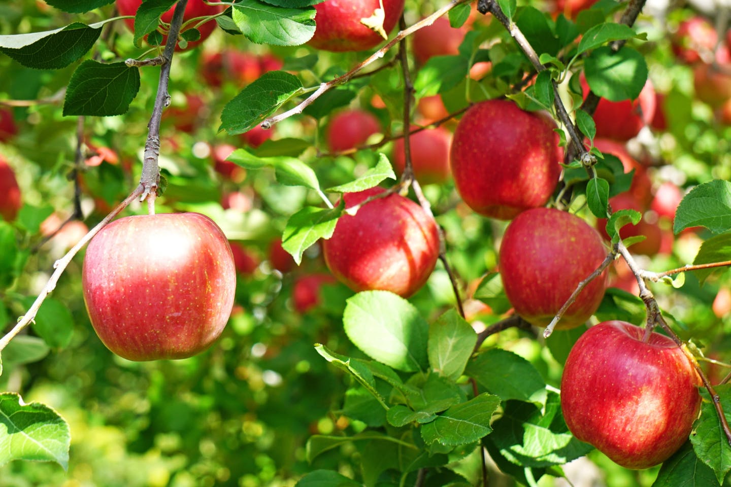 【福岡・嘉麻・りんご狩り】時間無制限で自慢のりんごを1kg収穫！りんご狩り体験