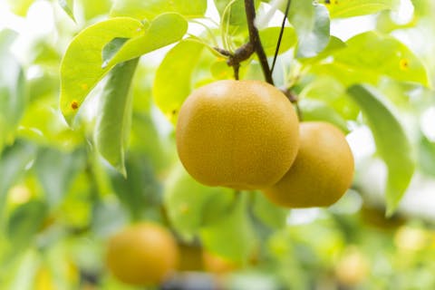 福岡 果物狩り フルーツ狩り体験比較 予約 食べ放題 品種別 アソビュー