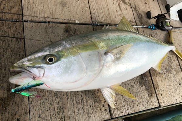 鹿児島県・鹿児島市・船釣り】貸切クルーザーで快適!手ぶらで 鹿児島県・鹿児島市・船釣り】貸切クルーザーで快適!手ぶらで