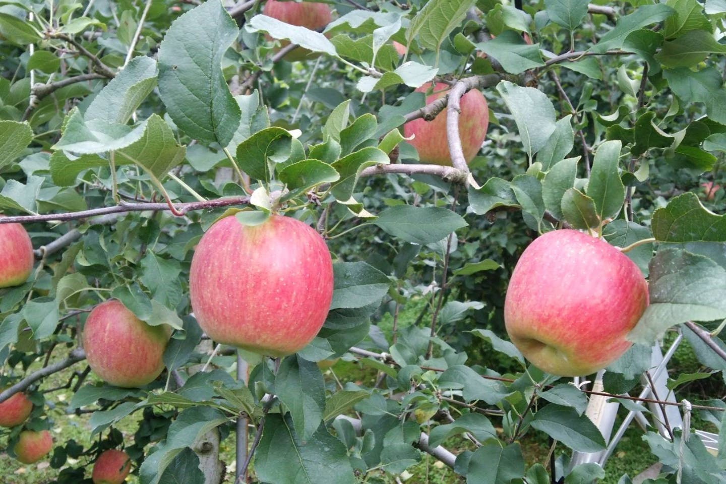 【佐賀・唐津・りんご狩り】自慢のりんごを好きなだけどうぞ！りんご狩り体験