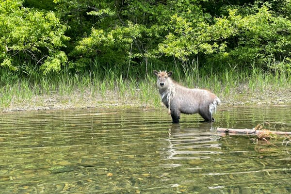 長野・大町・SUP】透明度の高い青木湖で水上散歩！たっぷり2時間SUP