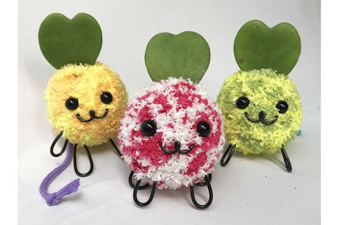 【京都府・京都市・苔玉作り】お部屋で育てるマーブルカラーのモスペット作り（1個）