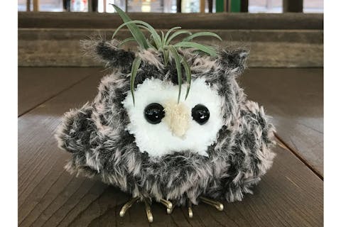 【京都府・京都市・苔玉作り】アニマルモチーフの大きなモスペット作り（1個）