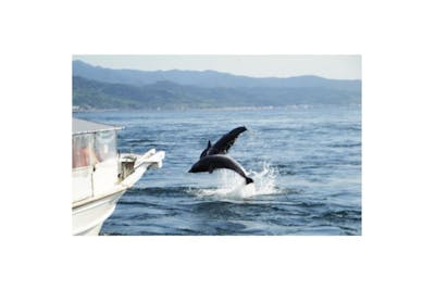 熊本・天草・イルカウォッチング】至近距離で会える！漁船でイルカ