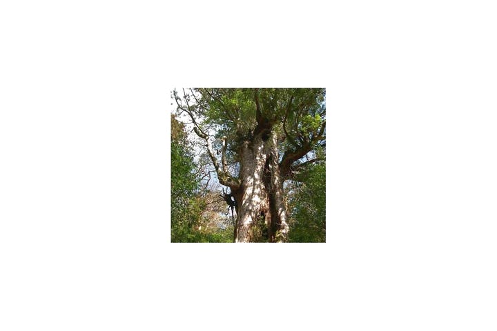 屋久島ツアーオペレーションズ