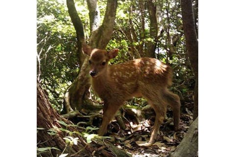 【鹿児島・屋久島・トレッキング】屋久島の森をゆったり堪能！白谷雲水峡太鼓岩コース