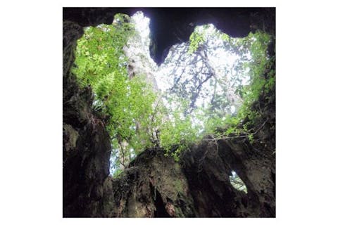 【鹿児島・屋久島・トレッキング】手軽に屋久島の自然を体験！半日白谷雲水峡ツアー