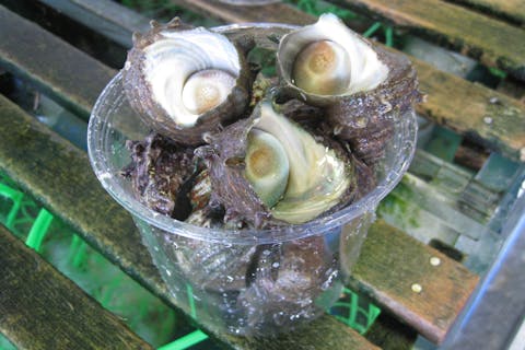 【三重・鳥羽・お土産屋】店内で使える10％OFFクーポン付き！サザエ詰め放題体験