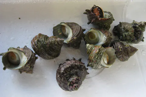 【三重・鳥羽・お土産屋】店内で使える割引クーポン＆お土産付き！サザエ詰め放題体験