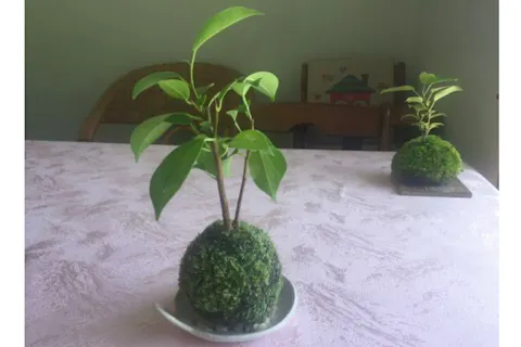 鹿児島 屋久島 苔玉作り 雨の日でもサクッと楽しめる苔玉作り体験 1個 アソビュー