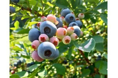 【山口・周防大島・ブルーベリー狩り】海を眺めながらブルーベリー狩りを楽しもう！