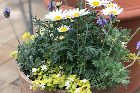 【鳥取・八頭町・ガーデニング】好きなものを詰め込んで！季節の寄せ植え体験