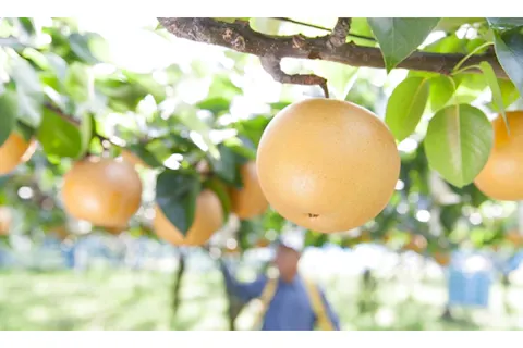 関西 果物狩り フルーツ狩り体験比較 予約 食べ放題 品種別 アソビュー