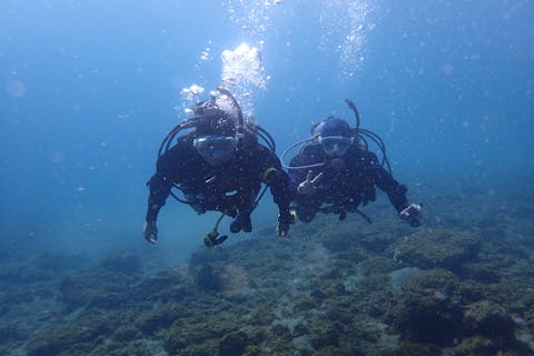 【和歌山・田辺・体験ダイビング】和歌山の海で体験ダイビングを楽しもう！