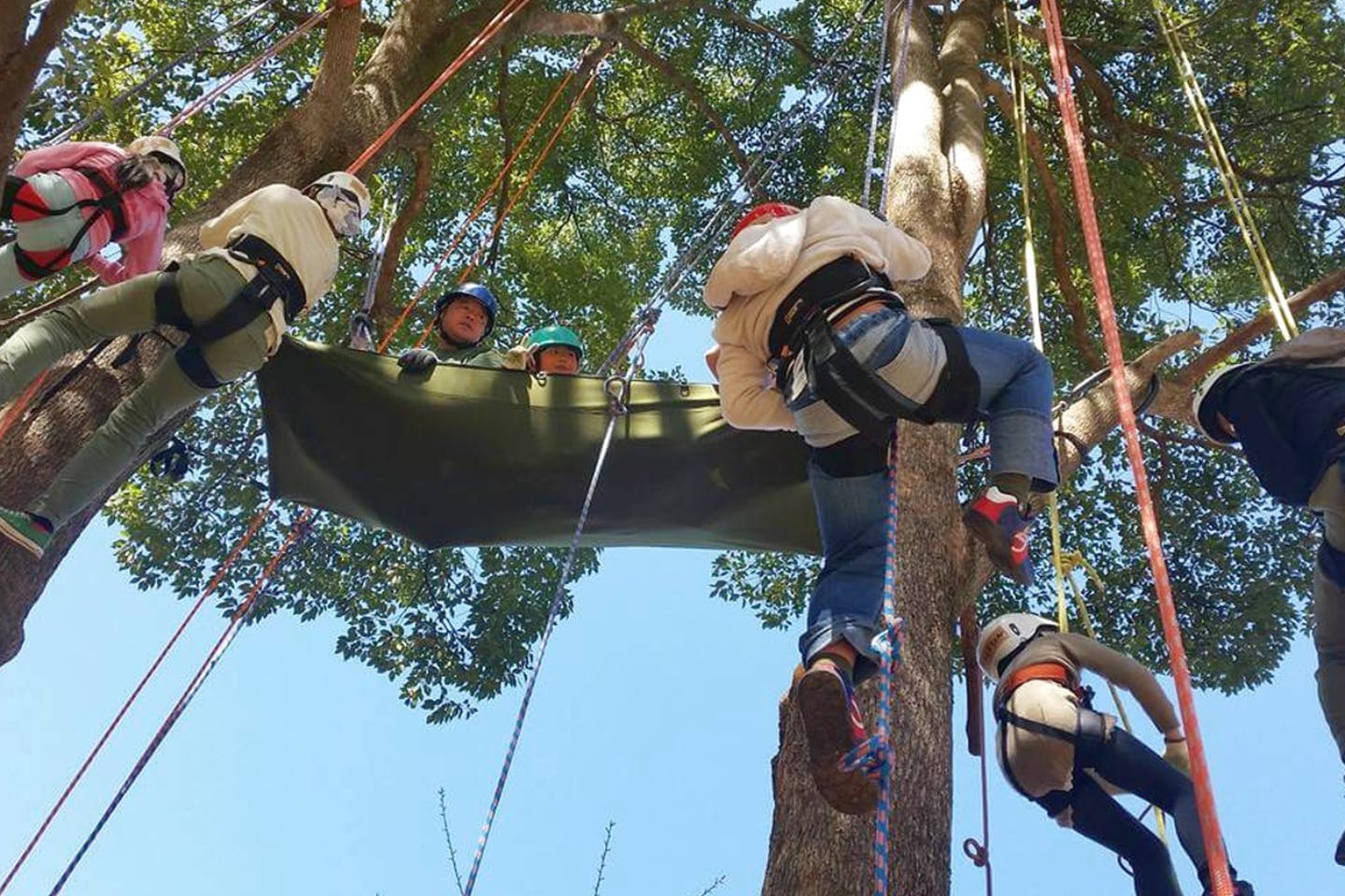 【三重・熊野・ツリークライミング】木登りで自然と仲良くなろう。ツリーイング体験