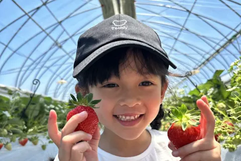 【長野・富士見・いちご狩り】摘みたていちごを満喫しよう！30分食べ放題プラン＜練乳無料＞