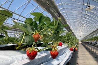 長野・富士見・いちご狩り】摘みたていちごを満喫しよう！30分食べ放題