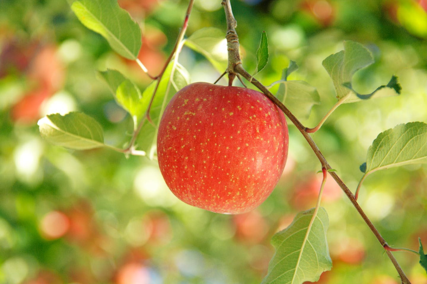 【栃木・矢板・りんご狩り】新鮮なりんごを自分でもぎ取ろう！りんご狩り体験